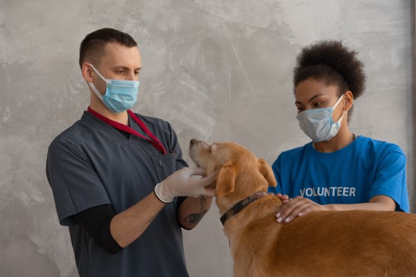 vet and assistant treating a dog